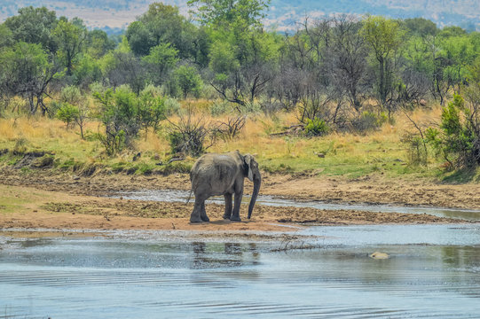 A lone isolated elephaant drinking water from a waterhole in hot summer