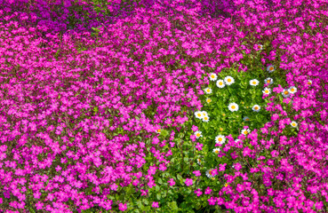 ピンクの花 プリムラとデイジー