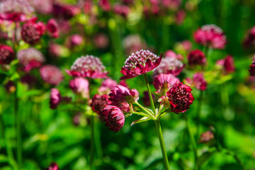 Astrantia major sort Lars in summer garden. Great masterwort red flowers with green