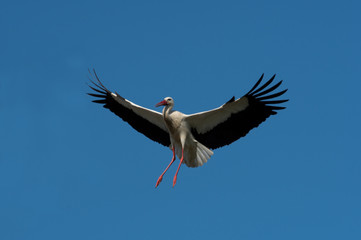 Stork on approach