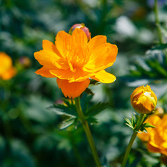 Yellow flowers (Trollius Chinensis Bunge ) blooming in the summer garden. Orange Queen, family Ranunculaceae, close-up