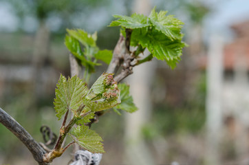 Growing grape plant in the northern Bulgaria at dew-fall