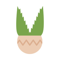 houseplant with potted on white background