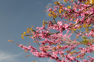 Buds and blossoms on the tree in the spring time