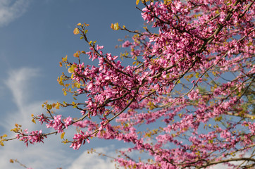 Buds and blossoms on the tree in the spring time