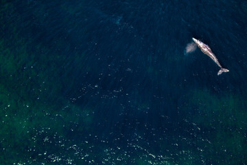 grey whale in Mexico Baja California aerial drone view panorama