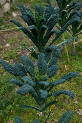 Fototapeta premium Tuscan kale