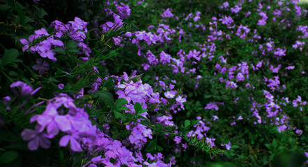 purple flowers in the garden
