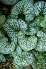Brunnera macrophylla