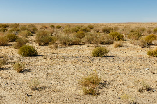 steppe in Kazakhstan, green shrubs in the sand steppes
