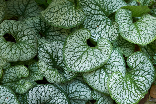 Brunnera macrophylla