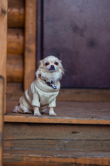 white dog pekingese in clothes sitting