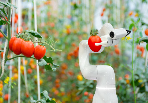 Smart robotic farmers tomato in agriculture futuristic robot automation to work to increase efficiency