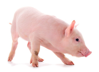 Small pink pig isolated.