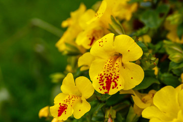 Bright yellow petals of Mimulus plant on a background of green grass