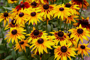 Orange gardens daisies (rudbeckia) flower. Rudbecia in landscape design. Bright floral background.