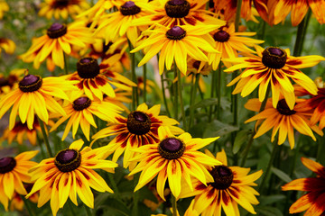 Orange gardens daisies (rudbeckia) flower. Rudbecia in landscape design. Bright floral background.