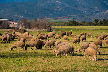 A herd of sheep are grazing in the countryside in Greece