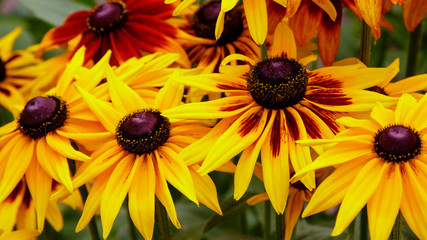 Orange gardens daisies (rudbeckia) flower. Rudbecia in landscape design. Bright floral background.