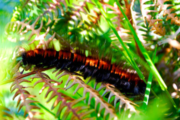 caterpillar on a leaf