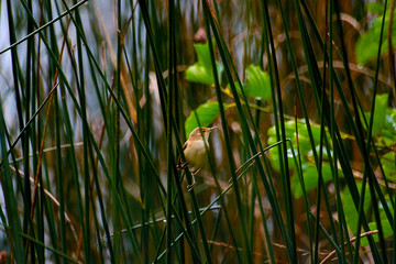 Bird in the reeds