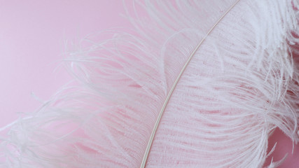 Light, delicate ostrich feather. White feather on a pink