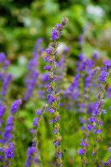 Obraz premium Hyssop flower branch (Hyssopus officinalis) in the herb garden