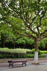 Urban Park Road Tree scene