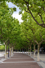 Urban Park Road Tree scene