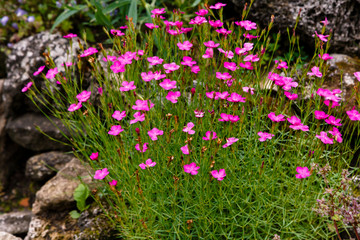 Fototapeta premium Maiden Pink blossoms on a meadow, Dianthus deltoides, macro, colorful, purple blossoms on a meadow