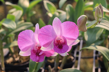 pink Phalaenopsis or Moth dendrobium Orchid flower in winter or spring day tropical garden Floral background.
