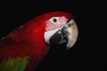 Portrait of my adorable pet,a green-winged macaw