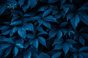 Background with leaves of maiden grapes tinted in blue background