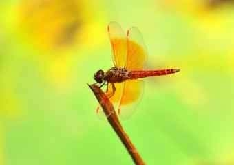 Red dragonfly on the branch