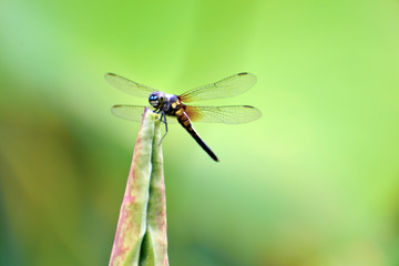 Dragonflies in the lotus pond in summer