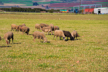 A herd of sheep are grazing in the countryside in Greece
