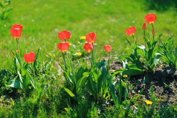 Red tulips in the garden, bright picture