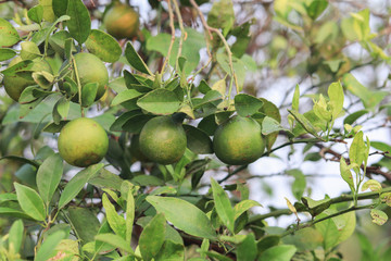 Oranges on the plant before harvesting