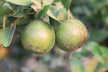Oranges on the plant before harvesting