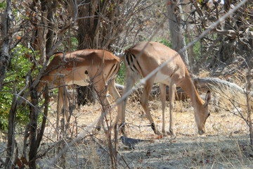 Aepyceros melampus melampus