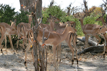 Aepyceros melampus melampus