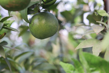 Oranges on the plant before harvesting