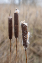 Last Years bulrush