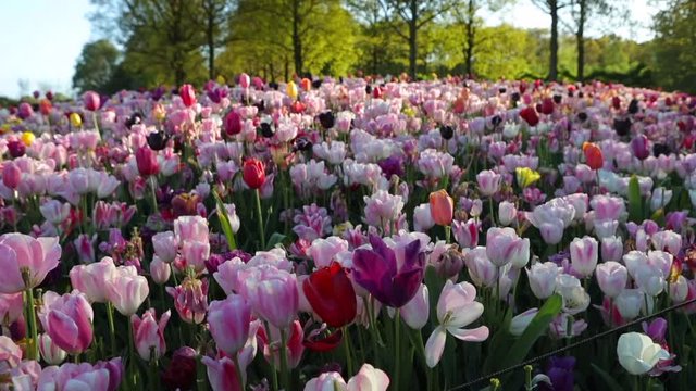 Blooming Keukenhof park in the Netherlands. HD Footage.