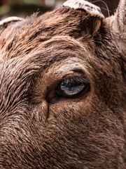 Deer Detailed Fur and Eye Area