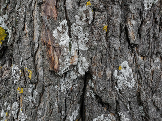 Wild aged Oak tree bark texture, wood natural wallpaper pattern background