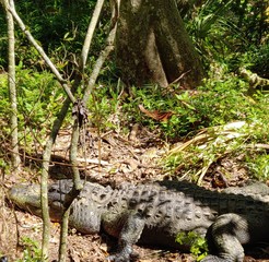 Alligator on the shore