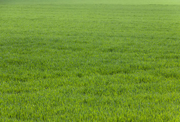 Obraz na płótnie Canvas Dense shoots of wheat or rye. Wheat seedlings.
