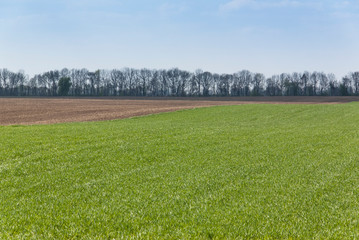 Rural spring landscape with green cereal field.