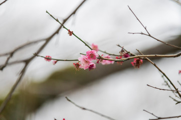 梅の花